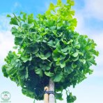Ginko dvojlaločné (Ginkgo biloba) ´TROLL´ - výška 230-250 cm, obvod kmeňa 8/10 cm, kont. C35L - SAMEC